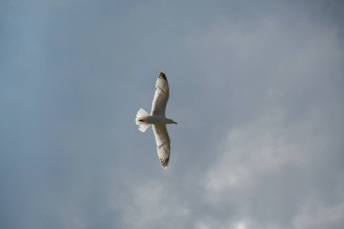 Hollanda, Lahey 'de parlak bir gökyüzü altında uçan güzel bir Avrupa ringa martı (Larus argentatus)..
