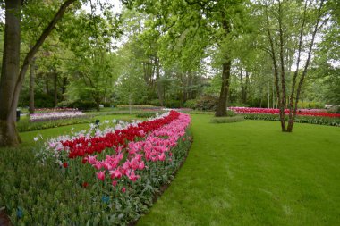Hollanda, Amsterdam 'da bir bahçede tam çiçeklenmiş pembe ve kırmızı laleler..