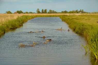 Kanalda yüzen büyük bir kaz sürüsü ve cygnet. Kanalın her iki tarafında da yeşil alanlar ve bitkiler var..