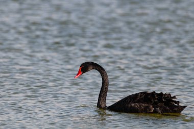 Tek Güzel Siyah Kuğu (Cygnus atratus), Dubai, Birleşik Arap Emirlikleri 'ndeki Al Qudra gölünde yüzüyor..