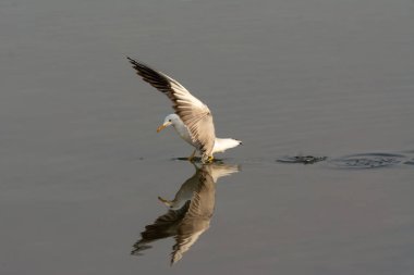 Slender gagalı bir martı (Chroicocephalus genei), kanatları yükseklerde balık avlar ve Dubai, Birleşik Arap Emirlikleri 'ndeki Ras Al Khor' un sığ sularında güzel bir yansıma yaratır..