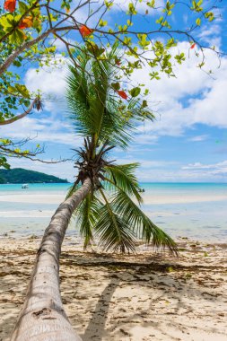 Seyşeller 'deki Mahe adasında güzel eğimli bir palmiye ağacı..