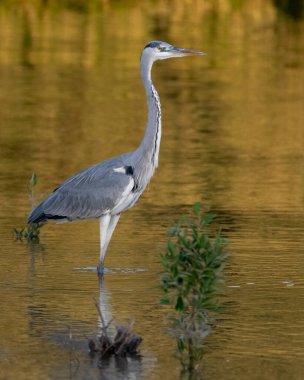Gri bir balıkçıl (Ardea cinerea), gün batımında parıldayan altın sularda, Dubai, BAE 'deki Ras Al Khor yaban hayatı tapınağında durur..