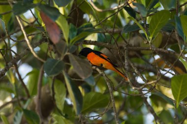 Güzel ve parlak renkli bir erkek Orange Minivet (Pericrocotus flammeus), sık yapraklı bir ağaca tünemiştir..