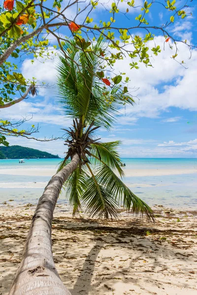 Seyşeller 'deki Mahe adasında güzel eğimli bir palmiye ağacı..