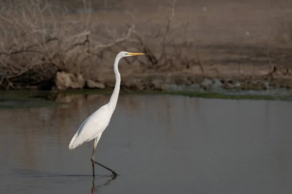 A beautiful lone Great Egret (Ardea alba), also known as the Common Egret, Large Egret, Great White Egret or Great White Heron, as seen in the shallow waters at the Ras Al Khor wildlife sanctuary in Dubai, UAE.