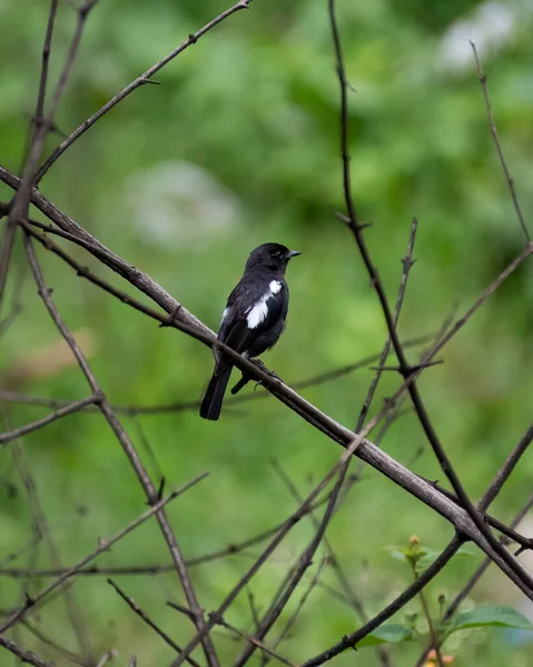 A lone male Pied Bush Chat (Saxicola caprata), perched on a branch on rainy day.