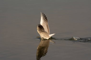 Slender gagalı bir martı (Chroicocephalus genei), kafası Dubai, Birleşik Arap Emirlikleri 'ndeki Ras Al Khor doğal yaşam sığınağında sığ sularda su avlayan balıklara daldırılmıştır..