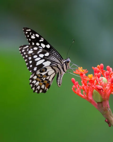 Pretty Lime Butterfly Papilio Demoleus Feeding Nectar Some Red Flowers — Stockfoto