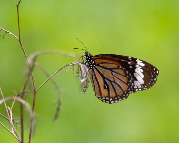 Common Tiger Danaus Genutia Butterfly Resting Branch Dead Plant Garden — Stock Photo, Image