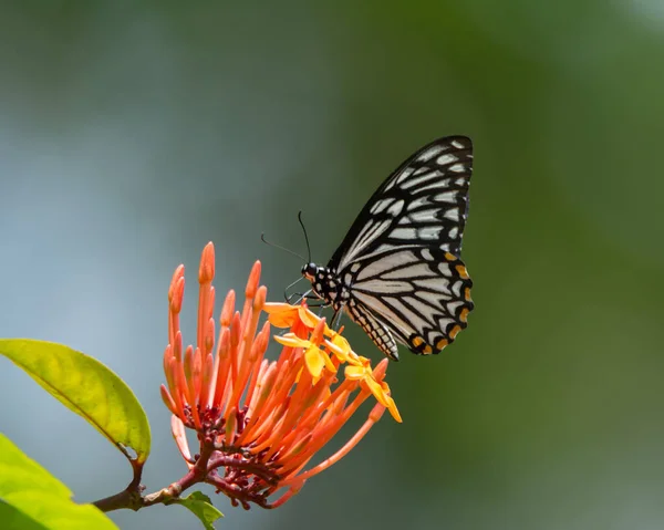 Gorgeous Common Mime Papilio Clytia Feeding Nectar Star Cluster Flowers — Stockfoto