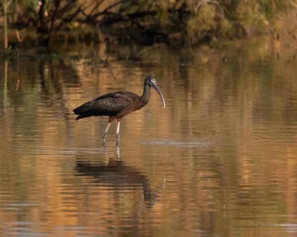 Błyszczący Ibis Plegadis Falcinellus Przepływający Przez Płytkie Wody Namorzynu Rezerwacie — Zdjęcie stockowe