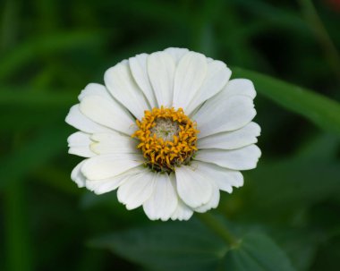 Güzel Beyaz Zinnia (Zinnia Elegans Jacq), Hindistan 'ın Karnataka kentindeki Mangalore bahçesinde çiçek açmış..