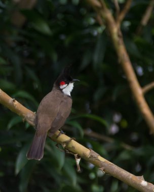 Güzel Kırmızı Bıyıklı Bulbul (Pycnonotus jocosus), Asya 'da bulunan bir kuş türüdür..