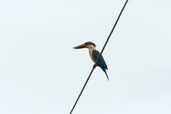 Piękne Duże Kingfisher Bociana Pelargopsis Capensis Siedzące Kablu Elektrycznym — Zdjęcie stockowe