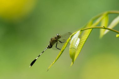 Bir Yeşil İşaret Şahini (Orthetrum Sabina) yusufçuk böceği. Hindistan 'ın Karnataka kentindeki Mangalore bahçesinde bir yaprağın üzerinde dinlenirken görülen İnce kaypak olarak da bilinir..