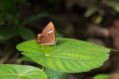 Güzel erik Judy (Abisara Eherius), Hindistan 'ın Karnataka kentindeki Mangalore bahçesinde büyük bir yaprağın üzerinde dinleniyor..