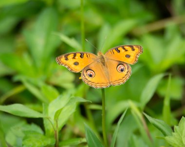 Bir Tavuskuşu Pansy 'nin (Junonia almana) bahçedeki bir çiçeğin üzerinde dinlenen kanatları ve sırtına odaklanır..