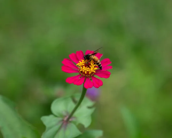 Eine Riesenhonigbiene Apis Dorsata Ernährt Sich Von Einer Schönen Roten — Stockfoto