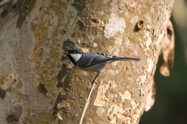 A Cinereous Tit (Parus cinereus), perched on a twig in the wild forests of Uttarakhand in India.