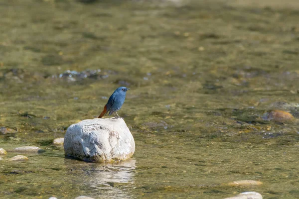 Ein Niedlicher Kleiner Männlicher Hausrotschwanz Rhyacornis Fuliginosa Der Auf Einem — Stockfoto