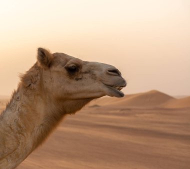 Gün batımında arka planda kum tepecikleri olan çölde bir devenin vesikalık resmine odaklan..