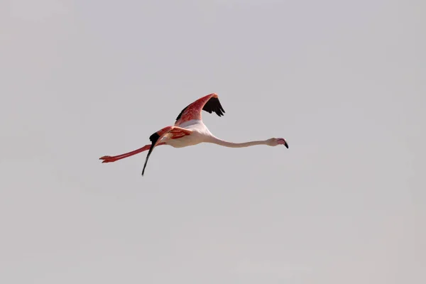 Μια Μοναχική Μεγαλύτερη Φλαμίνγκο Phoenicopterus Roseus Πτήση Λαιμό Του Τεντωμένο — Φωτογραφία Αρχείου