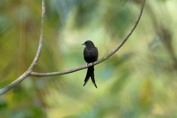 Vahşi Doğada Uzun Bir Dala Tünemiş Güzel Bir Kara Drongo — Stok fotoğraf