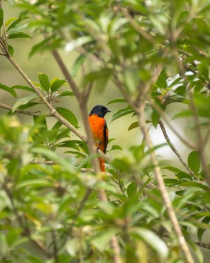 Mangalore, Hindistan 'da meyve üreten bir ağaç dalına tünemiş parlak renkli bir Orange minivet (Pericrocotus flammeus)..
