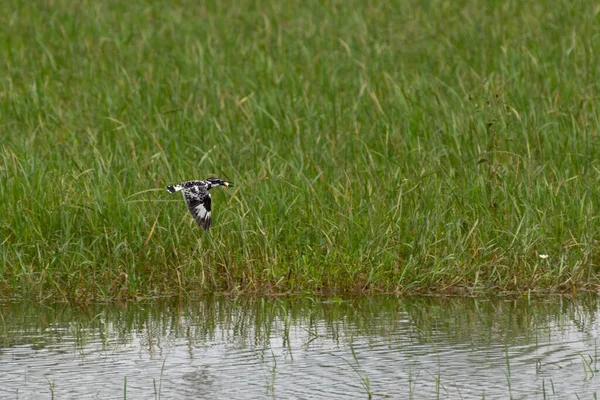 Далёкий Снимок Pied Kingfisher Ceryle Rudis Улетающего Уловом Крепко Удерживаемым — стоковое фото
