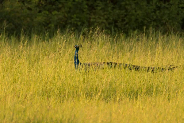 Beau Paon Indien Pavo Cristatus Marchant Dans Les Prairies Ouvertes — Photo