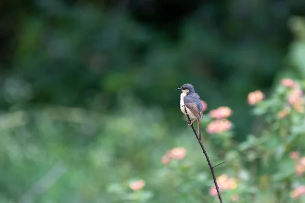 Une Belle Ashy Prinia Prinia Socialis Perchée Sur Une Mince — Photo