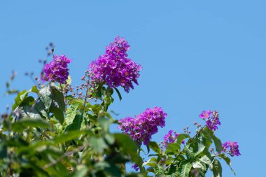 Canlı Queens çiçekleri, açık mavi gökyüzüne karşı bir ağaç dalında çiçek açıyor. Çiçek, botanik, bahçe, bahar, doğa, tropik, açık hava manzarası ve renkli çiçek temalı içerik için ideal.