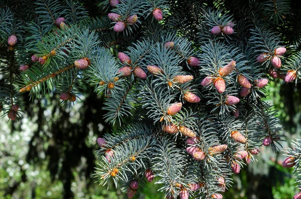 Sfondo Con Nuova Crescita Coni Abete Rosso Blu Primavera Coni — Foto Stock