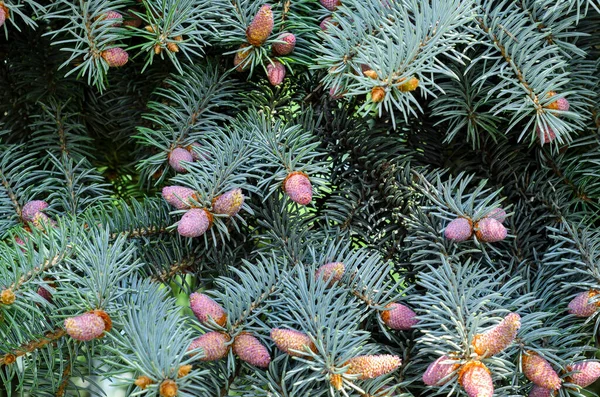 Sfondo Con Nuova Crescita Coni Abete Rosso Blu Primavera Coni — Foto Stock