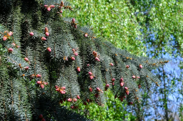 Nový Kuželovitý Porost Jaře Modrém Smrku Mladé Kužely Větvích Modrého — Stock fotografie