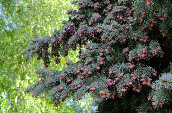 Nuova Crescita Coni Abete Rosso Blu Primavera Coni Giovani Rami — Foto Stock