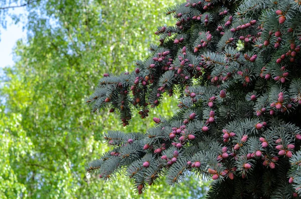 Los Nuevos Conos Crecen Abeto Azul Primavera Los Conos Jóvenes — Foto de Stock