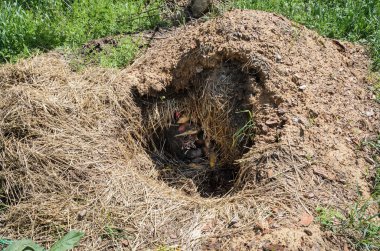 Depolama kıskacı baharda açıldı. Kış mevsiminde köklü sebze depolamak için saman ve toprak katmanlarından oluşturulmuştur.