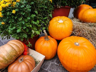 Balkabağı güz hasadı, samanla düzenlenmiş, kasımpatı çiçekli saksılar, Cadılar Bayramı süslemeleri 