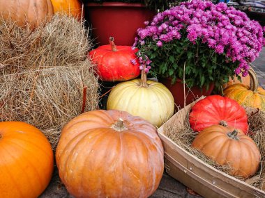 Balkabağı güz hasadı, samanla düzenlenmiş, kasımpatı çiçekli saksılar, Cadılar Bayramı süslemeleri 