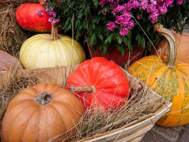 Balkabağı güz hasadı, samanla düzenlenmiş, kasımpatı çiçekli saksılar, Cadılar Bayramı süslemeleri 