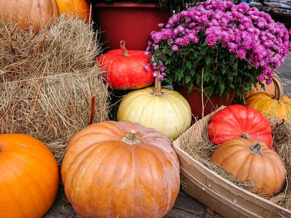Balkabağı güz hasadı, samanla düzenlenmiş, kasımpatı çiçekli saksılar, Cadılar Bayramı süslemeleri 