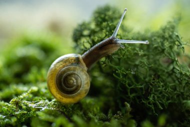 Burgundy salyangoz sarmalı salyangoz doğal ortam yosun makrosunda. Yeşil çimenler üzerinde yenilebilir salyangoz ve kara yüzeyinde büyüyen küf. Doğa yaşam konsepti
