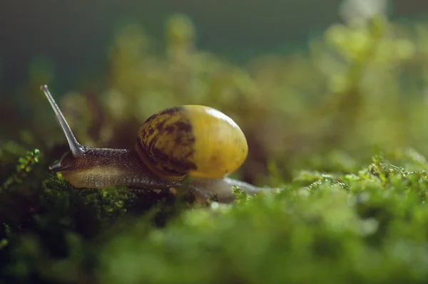 Burgundy Snail Helix Escargot Natural Environment Moss Macro Edible Snail — Stock Photo, Image