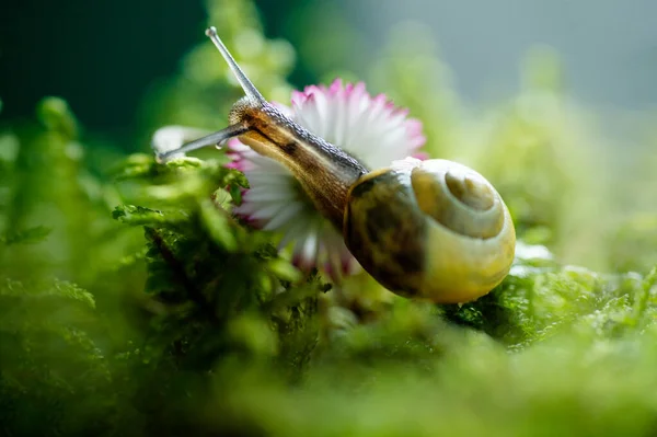 Borgonha Escargot Caracol Ambiente Natural Rastejando Até Macro Flor Margarida — Fotografia de Stock