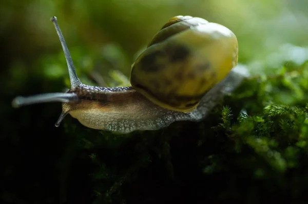 Burgundy Snail Helix Escargot Natural Environment Moss Macro Edible Snail — Stock Photo, Image