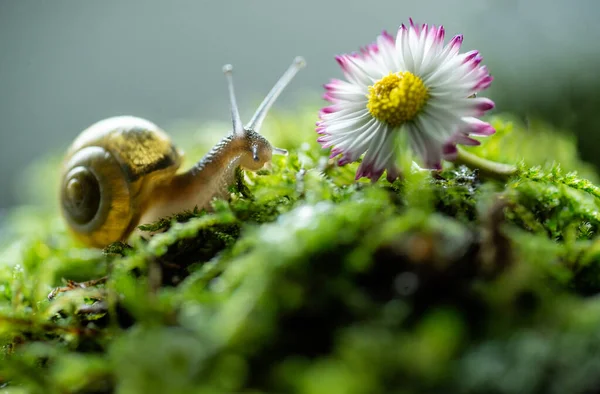 เบอร หอยทากเกล Escargot ในสภาพแวดล อมทางธรรมชาต มอสแมโคร หอยทากก นได บนหญ ยวและเช — ภาพถ่ายสต็อก