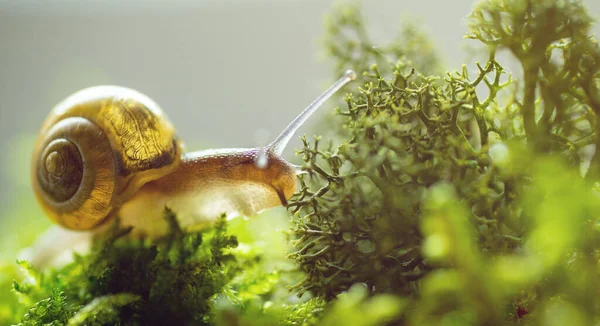 Escargot Bourgogne Hélicoïdale Escargot Milieu Naturel Mousse Macro Escargot Comestible — Photo