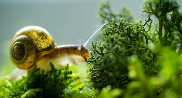 Burgundy Caracol Helix Escargot Ambiente Natural Musgo Macro Caracol Comestível — Fotografia de Stock